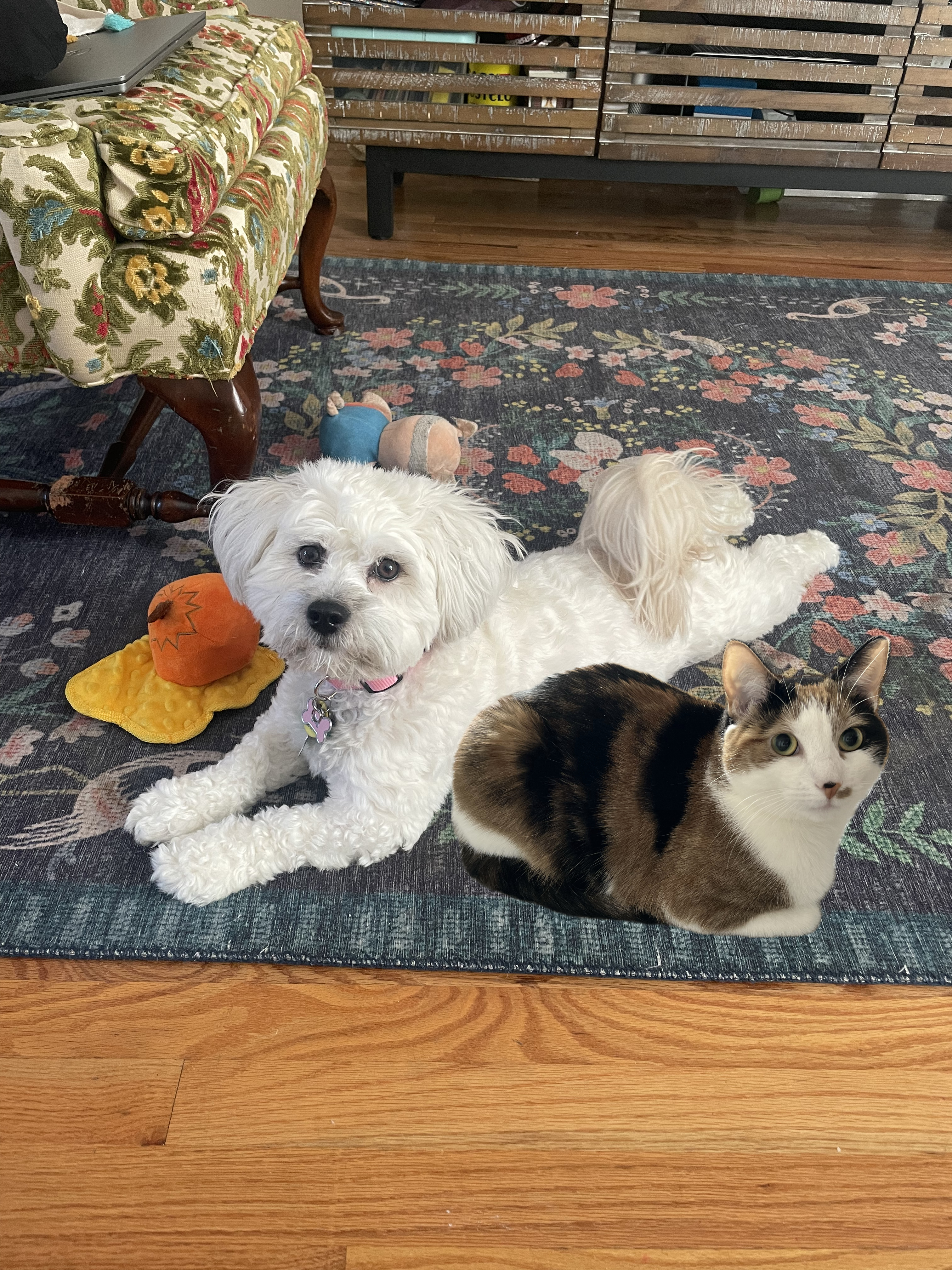 Chai and Beef Patty relaxing together